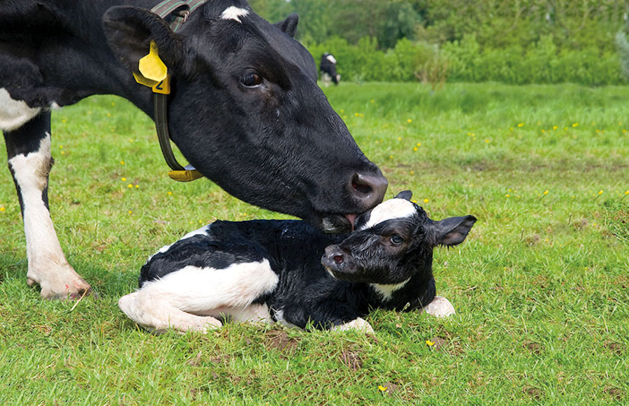 dairy and beef cow and calf