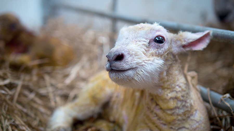 Lamb health on livestock farming article on farm machinery website