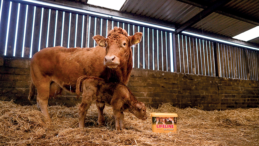 colostrum health on livestock article on farm machinery website