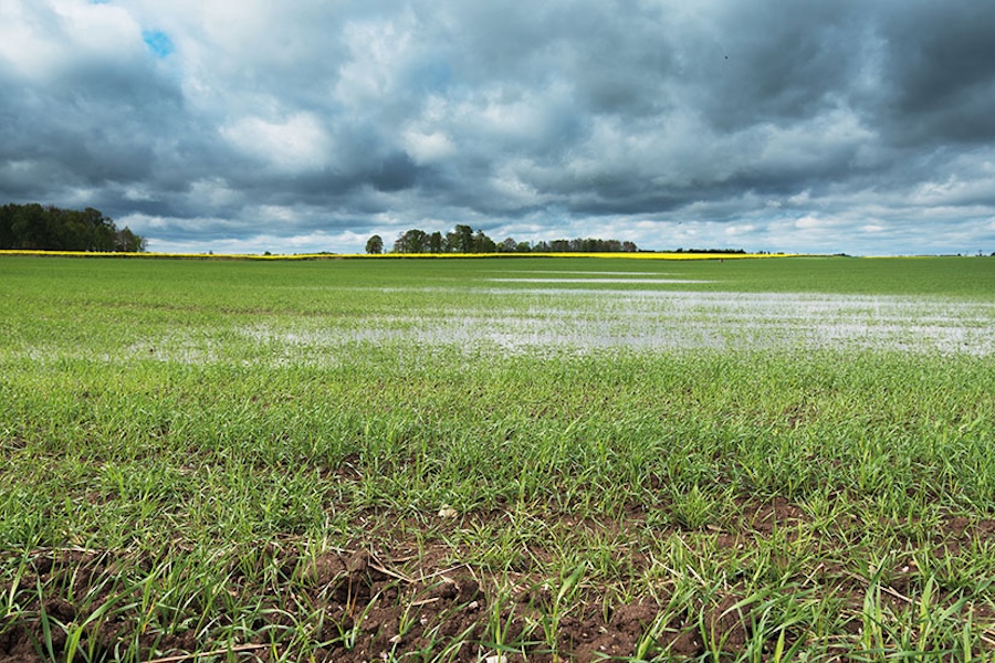 waterlogged crop field