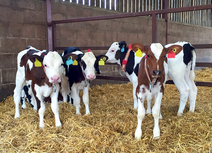 pre-weaned calf nutrition article on farm machinery website