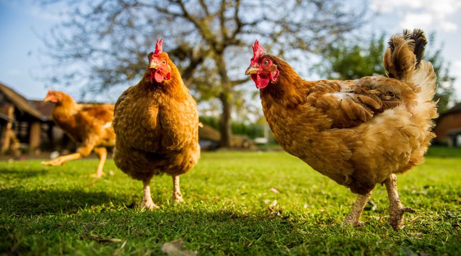 Avian influenza has been confirmed on a free-range farm near Hutton Cranswick, East Yorkshire.