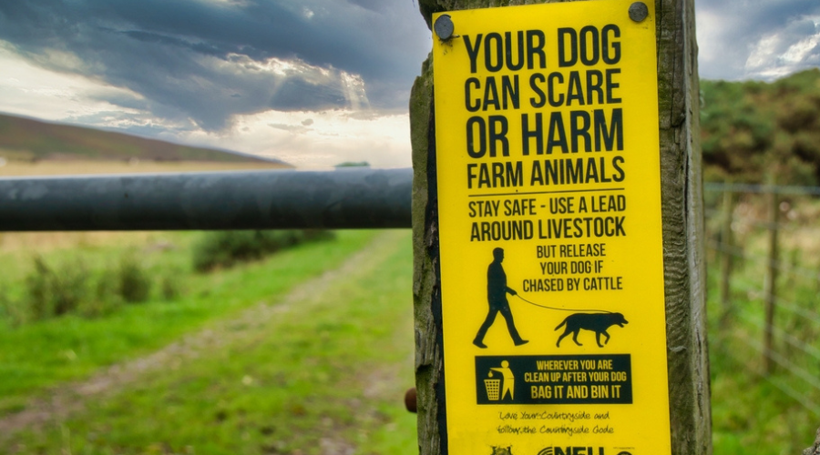 UK government backs bill to tackle dog attacks on livestock