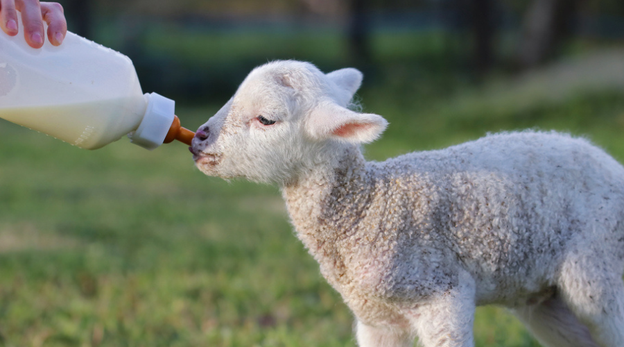 The producer, Nettex, said that its Lamb Shield is a highly concentrated energy source that aims to help lambs thrive with body heat production. Its multi-purpose formulation also supports gut health and immune response.