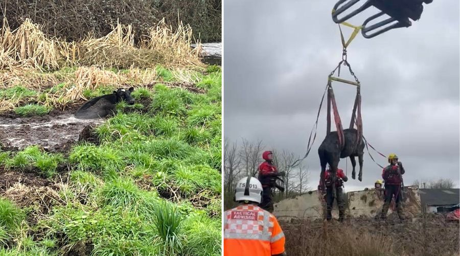 Heroic rescue in Dorset: cows saved from slurry pit 