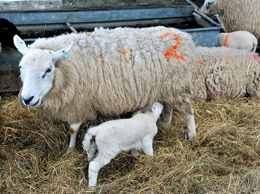 Lamb health on livestock farming article on farm machinery website