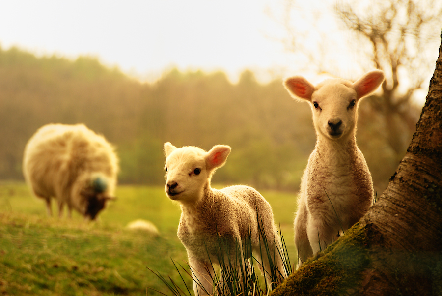 two lambs at pasture 