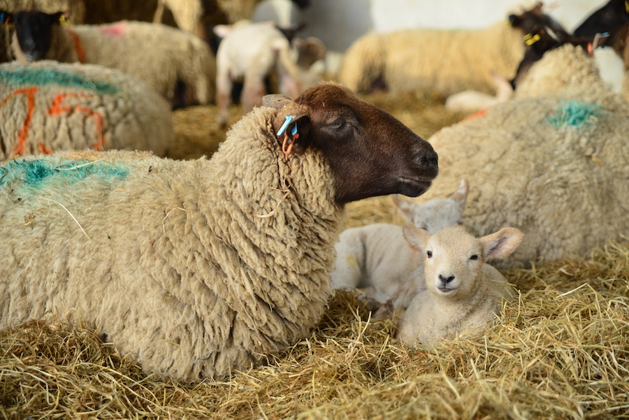 Farmers Guide spoke to Georgina Rigby, farm vet from Cross Counties Farm Vets – part of the VetPartners group. Mrs Rigby chairs the VetPartners Sheep Clinical Interest Group