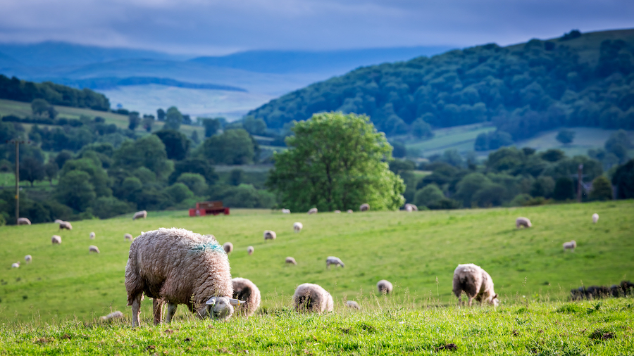 Herd of sheep on green pasture in Lake District, England