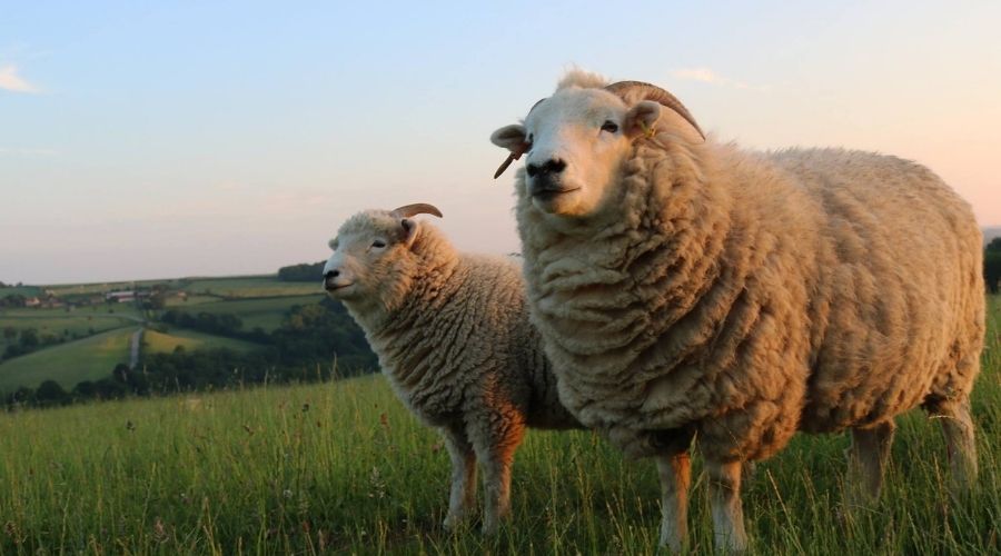 exmoor horn ewe and lamb in a field
