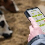 close up of hands holding a phone displaying the smaxtec software, with dairy cow in the background