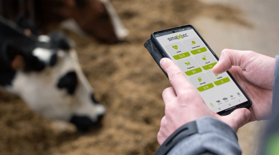 close up of hands holding a phone displaying the smaxtec software, with dairy cow in the background

