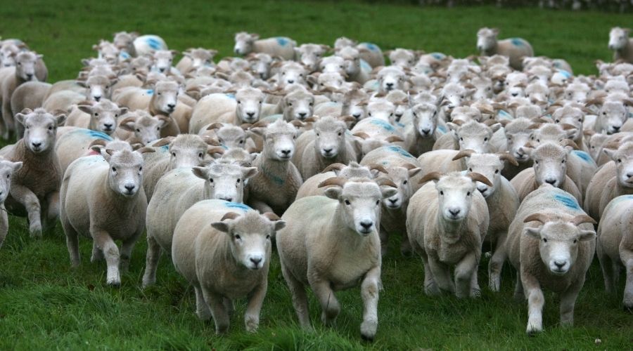 flock of exmoor horn sheep running in a field