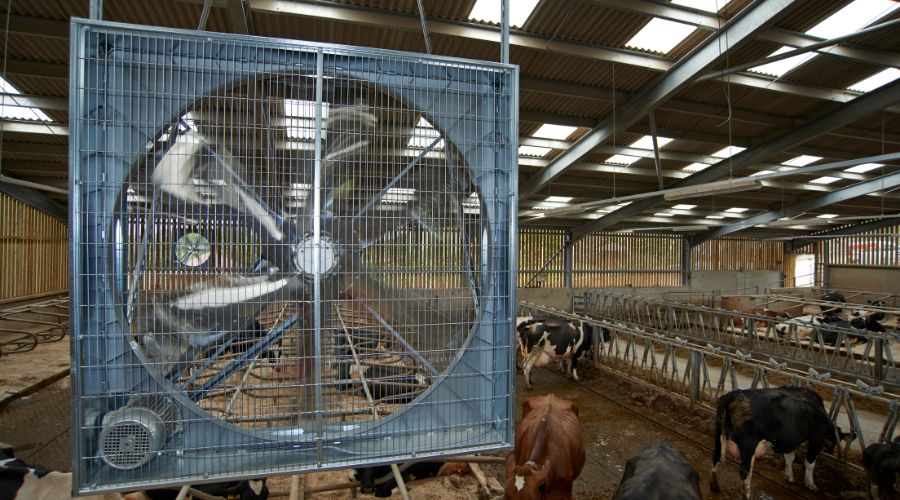 fan in cattle shed