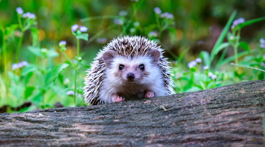 The National Hedgehog Monitoring Programme launched to understand the declining numbers of UK hedgehogs population.
