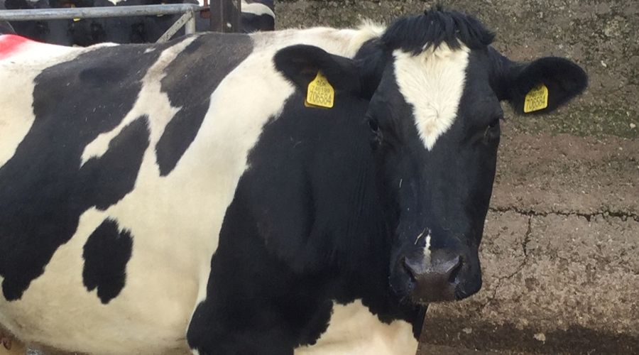 Three men from Pembrokeshire, Messrs EW Hartt & Sons, were sentenced for keeping animals with bovine tuberculosis (bTB) reactors on the farm.