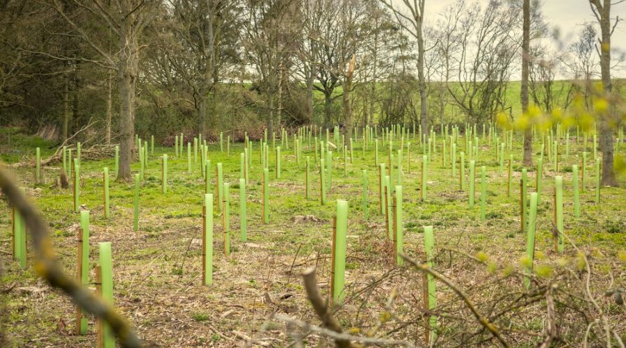 Defra announced uplift in England Woodland Creation Offer (EWCO) payments. Farmers can get up to £11,600 per ha for planting woodland.