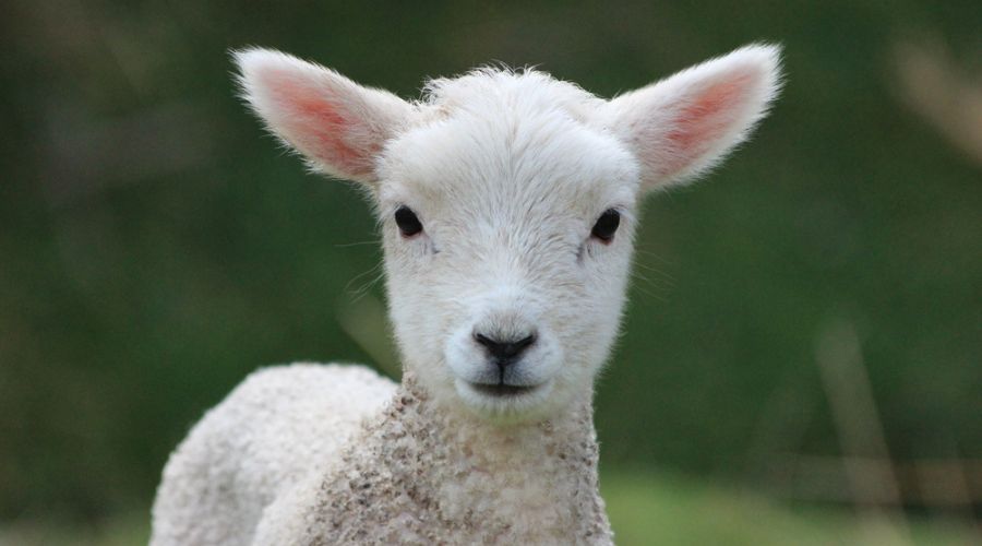 West Mercia Police issued an appeal after sheep were butchered and taken from two farms in Claverley, Shropshire.