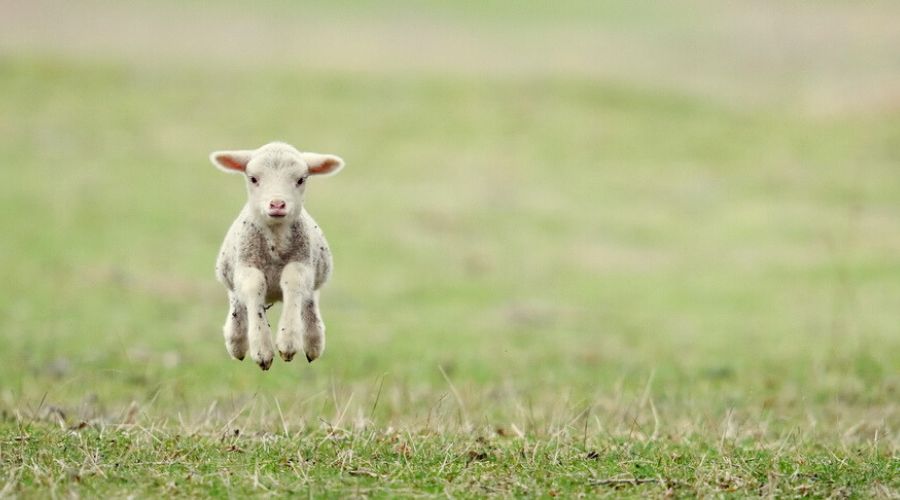 Dog owners are being warned to be extra careful while visiting sheep and lamb grazing areas ahead of 2024 Sheep Worrying Awareness Week.