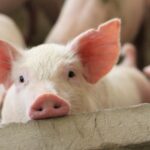 National Pig Association voiced its concerns following Defra's plans for changes to food labelling regulations.