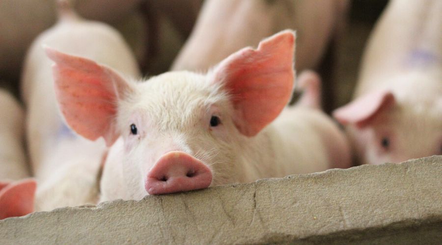 National Pig Association voiced its concerns following Defra's plans for changes to food labelling regulations.