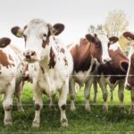 Food Standards Scotland (FSS) is urging farmers to follow five steps to prevent lead and copper poisoning this grazing season.