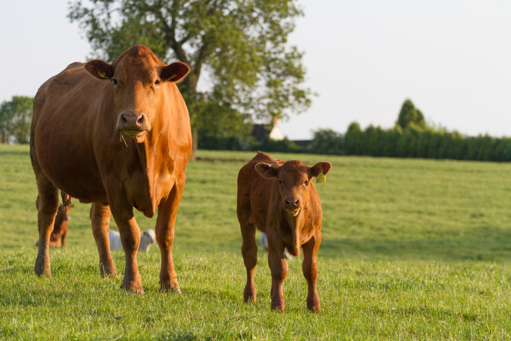 UK government has just announced that field trials of the deployable bovine TB cattle vaccine have moved on to the third phase.
