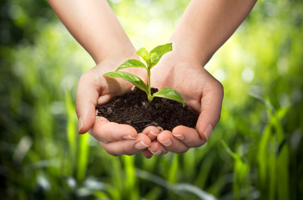 Hands holding soil and plant as header for NKPS fertilisers article