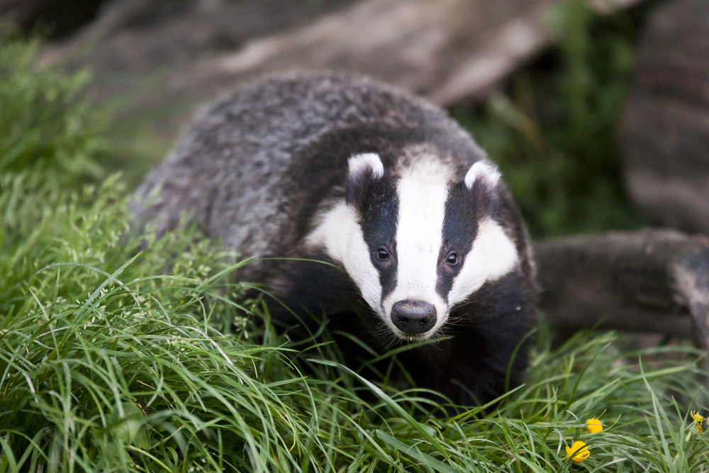 New proposals, which are part of delivering the next phase of the government’s TB eradication strategy, have just been set out. This includes plans to continue targeted badger culling in high-risk areas. 
