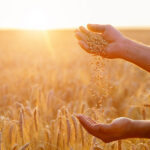 wheat grain handled in wheat field