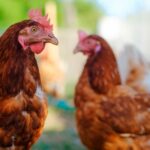 British Poultry Council commented on latest data from HMRC, saying 56% drop in poultry meat exports since 2020 underscores cost of Brexit.