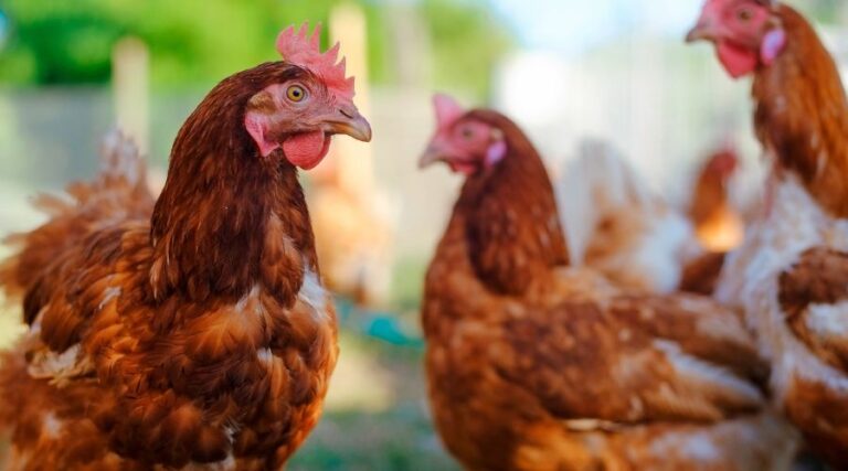 British Poultry Council commented on latest data from HMRC, saying 56% drop in poultry meat exports since 2020 underscores cost of Brexit.