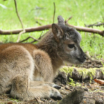 Five European mouflon lambs have recently been born at the New Forest Wildlife Park. 