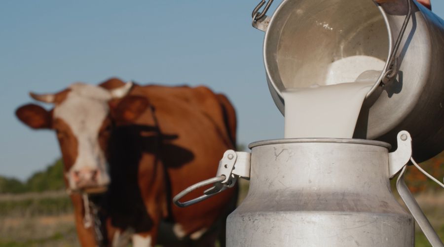 The introduction of the Fair Dealing Obligations Regulations, first announced in June 2023, has just been announced. The commencement of the regulations is due on 9th July for any new milk purchasing contract.  
