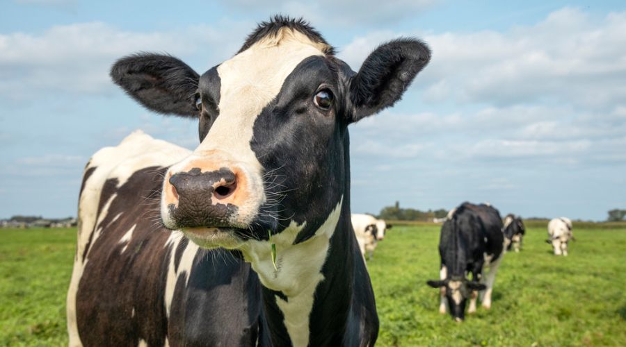 The latest research found that TB vaccination not only reduces the severity of disease in infected cattle, but also reduces its spread in dairy herds by 89%. 