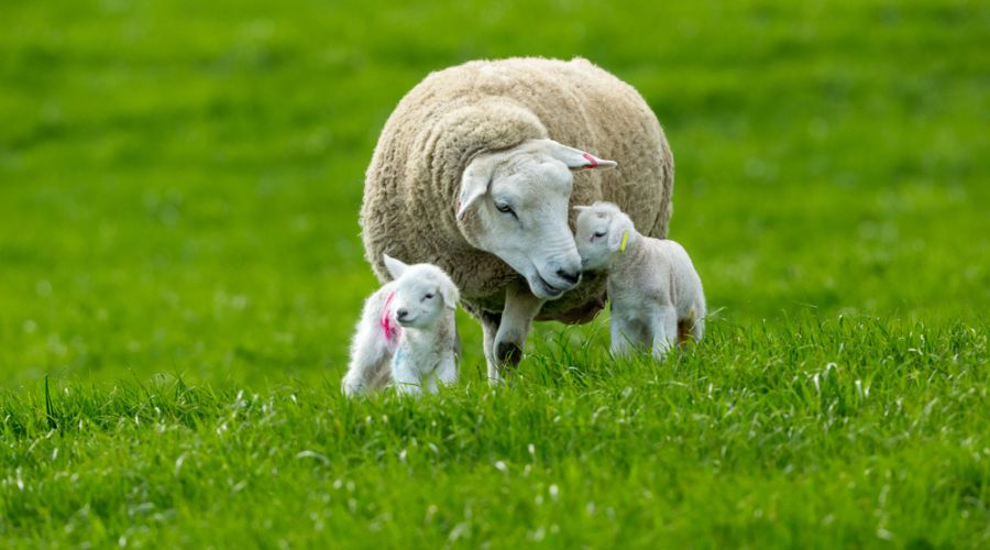 Three lambs were found dead and a pregnant ewe had to be euthanised following a suspected dog attack in Stirling, Scotland.