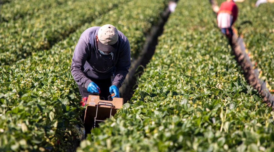 The NFU is calling for a halt to proposed SMETA standard rule changes that require growers to pay recruitment fees.