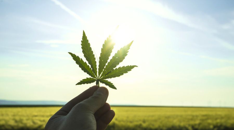 Defra has just announced changes that make it easier for farmers to grow hemp, maximising its economic and environmental potential. However, strict laws on cannabis remain in place.