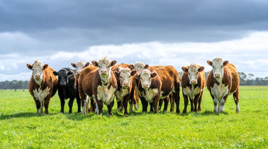 This week marks two big celebrations for British farmers. The iconic Great British Beef Week (GBBW) returns for the 14th year tomorrow, coinciding with England's patron day.