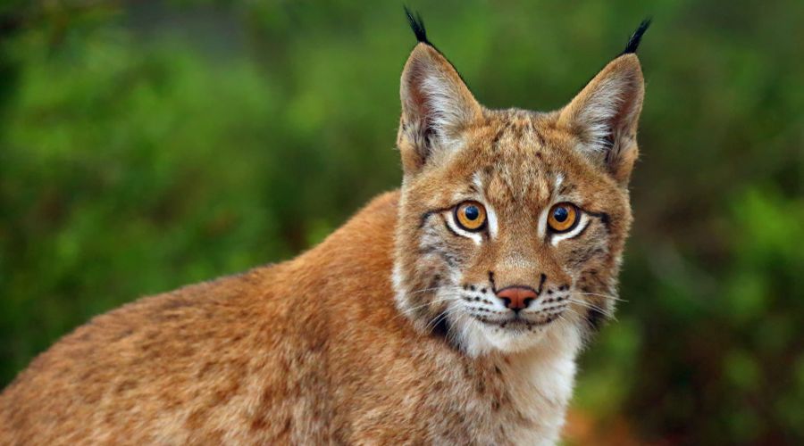The topic of lynx reintroduction has been brought up again following the latest Missing Lynx Project exhibition.  