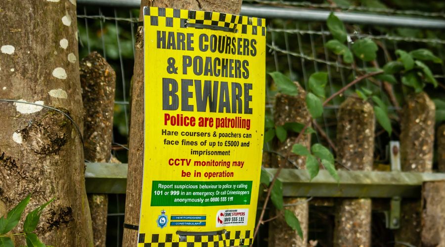 Poachers, particularly hare coursers, have become Dorset Police's Rural Crime Team priority.