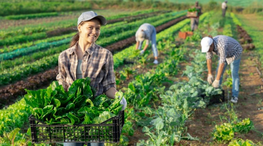 Paul Harris, CEO of REAL Success, said that with the increase in minimum wage, farmers who are paying salaries and expecting people to work 50 to 60 hours a week are in serious danger of paying that person below the minimum wage.