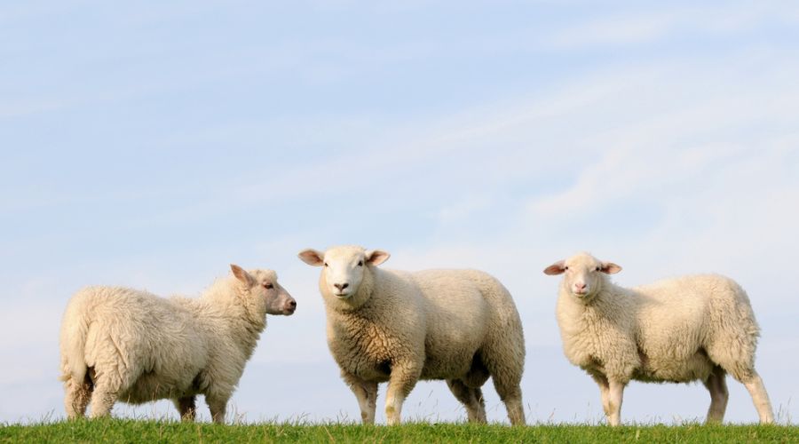 The Sustainable Control of Parasites in Sheep (SCOPS) group has released the latest version of its popular ‘Know Your Anthelmintics Groups’ guide. The tool is a free and widely-used resource in the sheep sector.