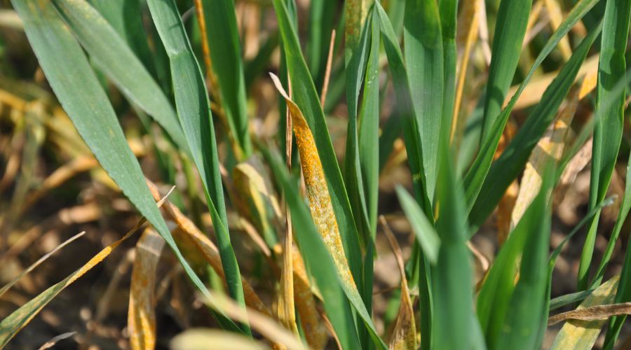 A perfect storm of late-drilled fields, susceptible varieties and a mild winter mean that yellow rust is now lurking in many winter wheat crops, said a Syngenta cereal disease expert.