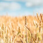 Agrochemical manufacturer Sumitomo Chemical Agro Europe launches new cereal fungicides in the UK and Europe.
