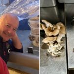 The Canterbury Brewers & Distillery owners, Jon and Jodie Mills, were concerned about the significant amounts of carbon dioxide released during the whisky production, so they decided to capture it and redirect the gas to create an optimal environment for mushroom cultivation.