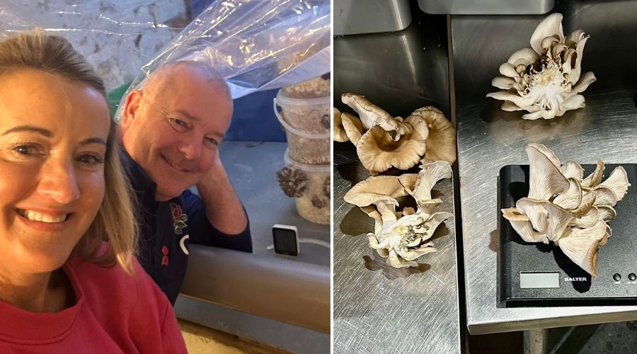 The Canterbury Brewers & Distillery owners, Jon and Jodie Mills, were concerned about the significant amounts of carbon dioxide released during the whisky production, so they decided to capture it and redirect the gas to create an optimal environment for mushroom cultivation.