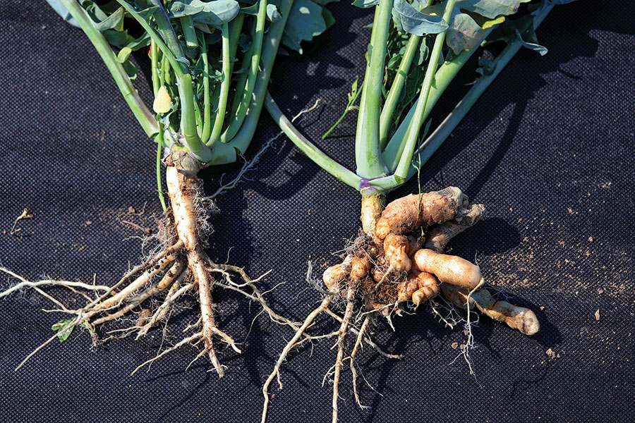 normal osr root and osr root with clubroot