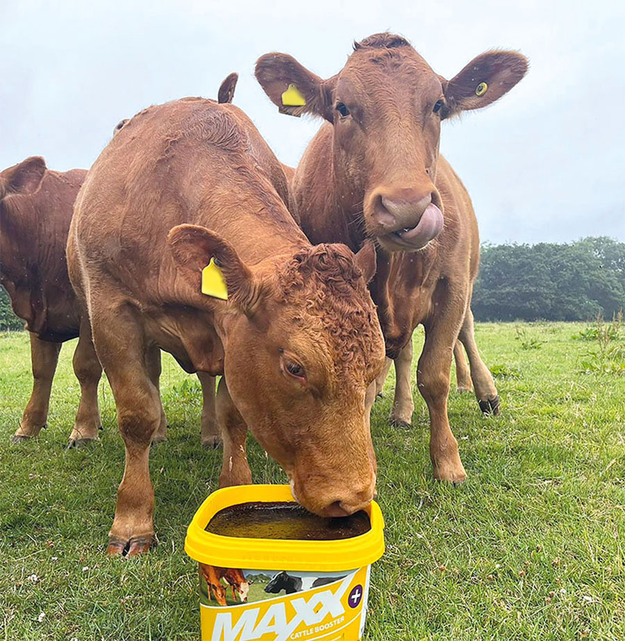 cattle herd on farm