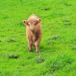 North Wales Police have launched an appeal after a two-day-old Highland calf was stolen from Denbighshire farmland.